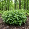 Blephilia hirsuta Hairy Woodmint