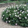Geranium X Oxonianum Wargrave Pink Cranesbill