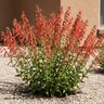 Penstemon Eatonii Firecracker Beardtongue