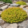 Hylotelephium (Sedum) x SunSparkler Angelina's Teacup Stonecrop