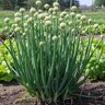 Allium Fistulosum Welsh Onion