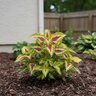 Coleus scutellarioides Wizard Rose Coleus