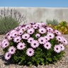 Osteospermum African Daisy