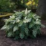 Acanthus X Whitewater Bear's Breeches