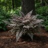 Athyrium niponicum Burgundy Lace Japanese Painted Fern
