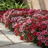 Dianthus Barbatus Indian Carpet Mixture Sweet William