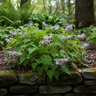 Epimedium Grandiflorum Nanum Barrenwort
