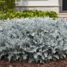 Centaurea Ragusina Silver Swirl Dusty Miller