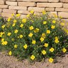 Calylophus Hartwegii Hartwegs Sundrops