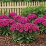 Dianthus Barbatus Barbarini Purple Bicolor Sweet William
