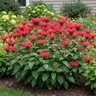 Monarda Didyma Gardenview Scarlet Bee Balm