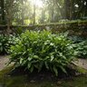 Microsorum pustulatum Kangaroo Fern