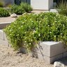 Delosperma Alba Ice Plant