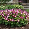 Torenia Fournieri Kauai Mix Wishbone Flowers
