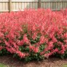 Salvia Microphylla Syracuse Baby Sage