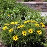 Helianthus Salicifolius Low Down Willow-Leaved Sunflower