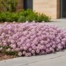 Lobularia maritima Easy Breezy Pink Alyssum