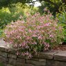 Campanula x Pink Octopus Bellflower