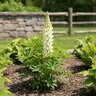 Lupinus Polyphyllus Gallery White Shades Lupine