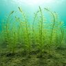 Potamogeton Perfoliatus Claspingleaf Pondweed