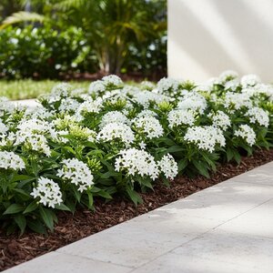 Pentas lanceolata White Egyptian Star Flower