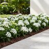 Pentas lanceolata White Egyptian Star Flower
