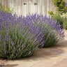 Lavandula Angustifolia Blue Cushion English Lavender