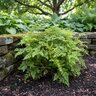 Davallia Trichomanoides Squirrel's Foot Fern