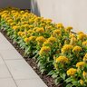 Celosia argentea Twisted Yellow Plummed Cockscomb