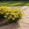 Argyranthemum Frutescens Angelic Sunny Springs Marguerite Daisy