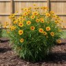 Coreopsis Tripteris Gold Standard Tickseed