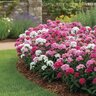 Dianthus barbatus interspecific Amazon Rose Magic Pinks