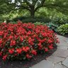 Begonia X Benaratensis Big Red Bronze Leaf Begonia