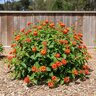 Lantana x hybrida Red Lantana
