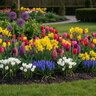 Assorted Heirloom Fall Flowering Bulb Package