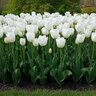 Tulipa Bulb Single Late Clearwater Tulip