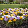 Crocus Bulb Species Botanical Mixture Crocus