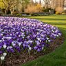 Crocus Bulb Vernus Blue Moon Mixture Large Flowering Crocus