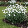 Galanthus Bulb Elwesii Giant Snowdrops