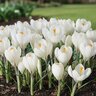 Crocus Bulb Vernus Peter Pan Large Flowering Crocus
