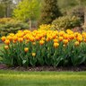 Tulipa Bulb Kaufmanniana Stresa Tulip