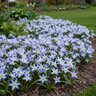 Chiondoxa Bulb Gigantea Luciliae Glory of the Snow