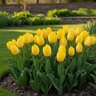 Tulipa Bulb Single Early Sunny Prince Tulip