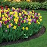 Tulipa Bulb Single Early Royal Prince Mixture Tulip