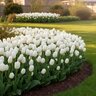 Tulipa Bulb Single Early White Prince Tulip