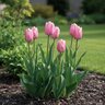 Tulipa Bulb Fosteriana Emperor Albert Heijn Tulip