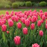 Tulipa Bulb Fosteriana Emperor Pink Emperor Tulip