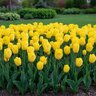 Tulipa Bulb Fosteriana Emperor Yellow Emperor Tulip