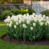 Tulipa Bulb Fosteriana Emperor White Emperor Tulip
