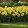 Narcissus Bulb Trumpet Sunny Side Up Mixture Daffodil